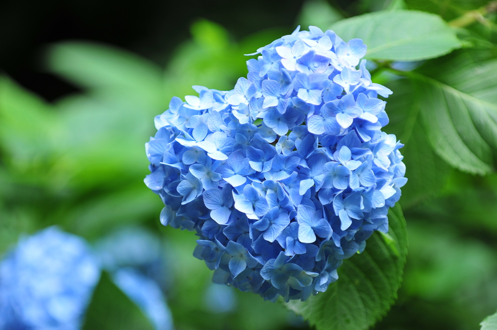 ハートの紫陽花