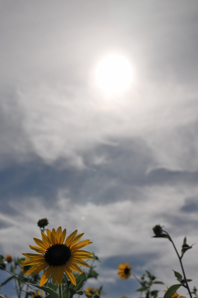 太陽に背を向けて