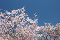 枝垂桜満開