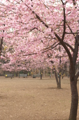 桜満開