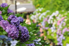 成就院に咲く紫陽花