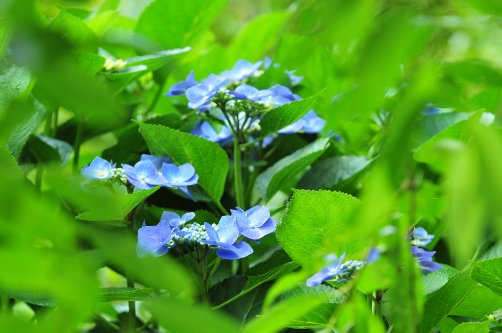 青い紫陽花