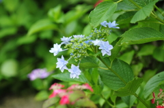 墨田の花火