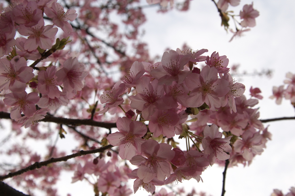 林試の森の早咲き桜