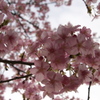 林試の森の早咲き桜