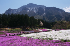 芝桜と武甲山