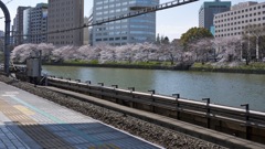 ホームからの桜並木