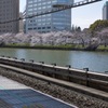 ホームからの桜並木