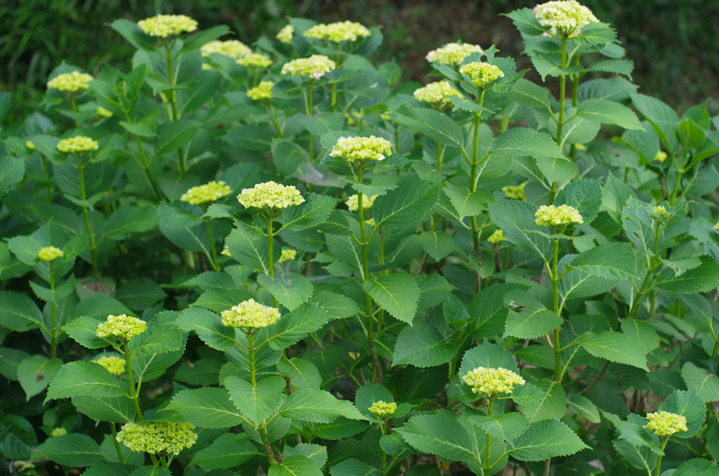 IMGP0544