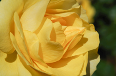 IMGP2538