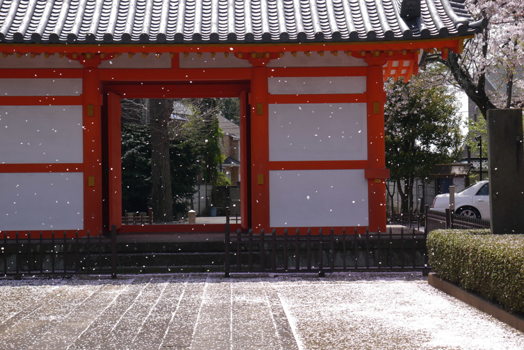 国分寺花吹雪