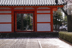 国分寺花吹雪