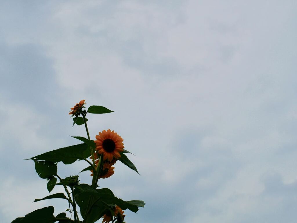 P1070439