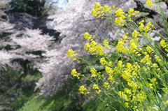 IMGP0665