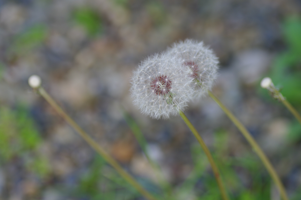 IMGP6580