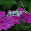 IMGP2739