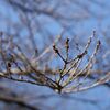 IMG_0665