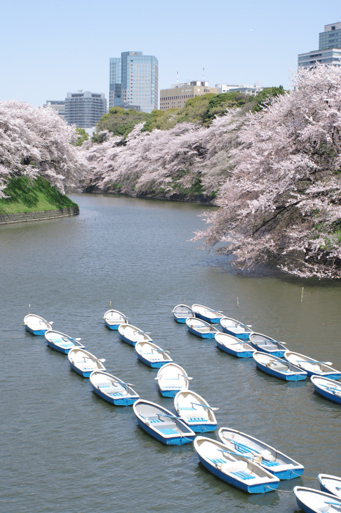 千鳥が淵