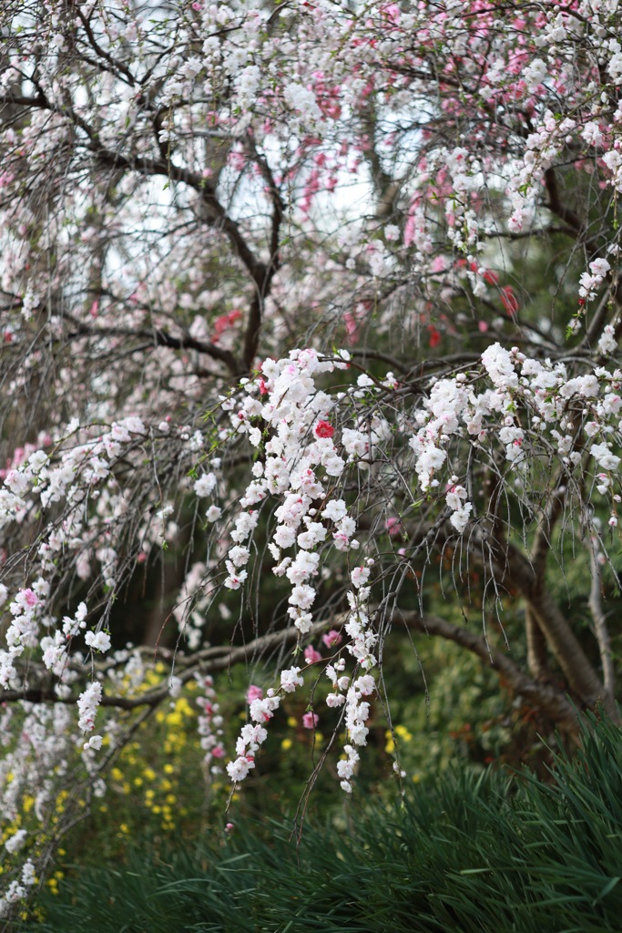 近所桜