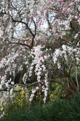 近所桜