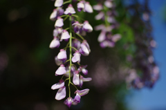 IMGP8706