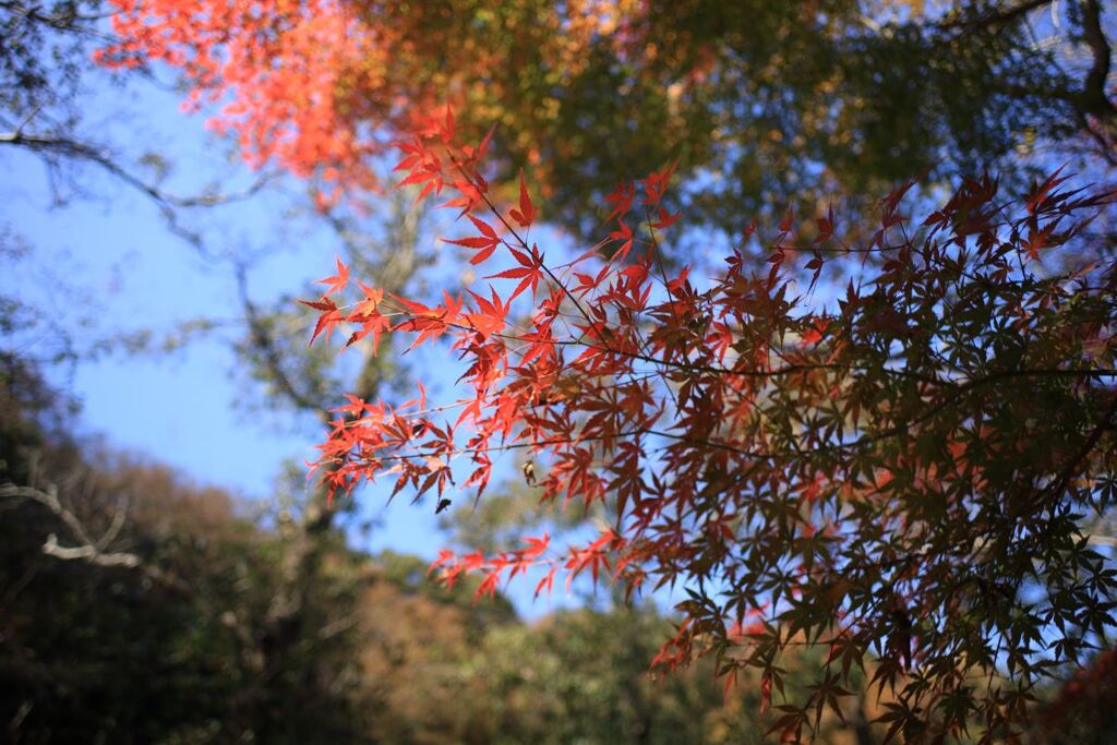 IMG_5478