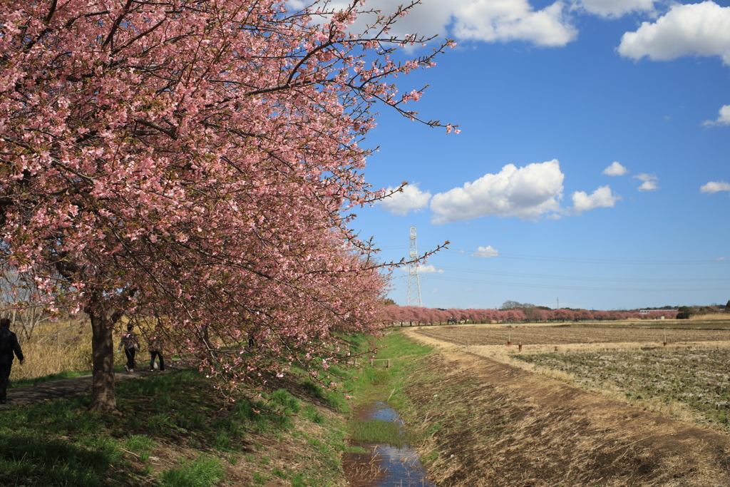 河津桜
