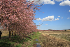 河津桜