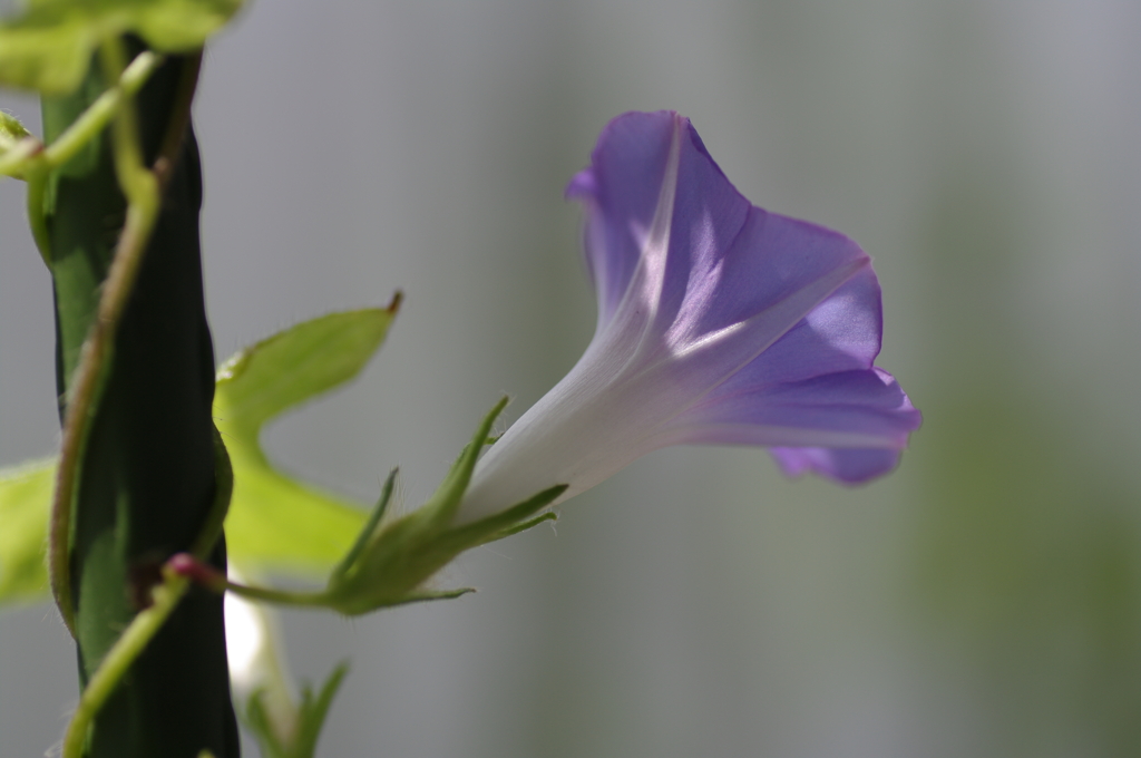 今日のあさがお