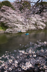 桜日和