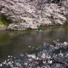 桜日和