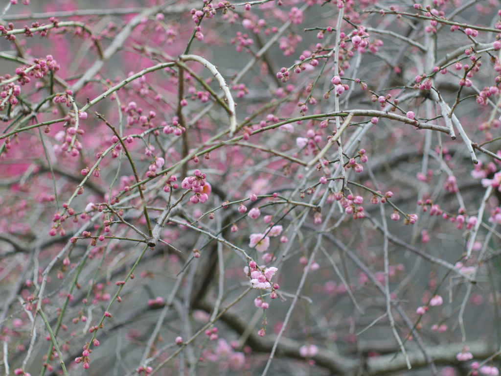 P1050427