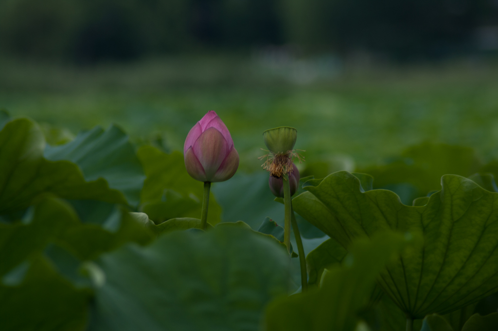 IMGP4443