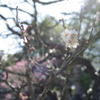 IMGP9922