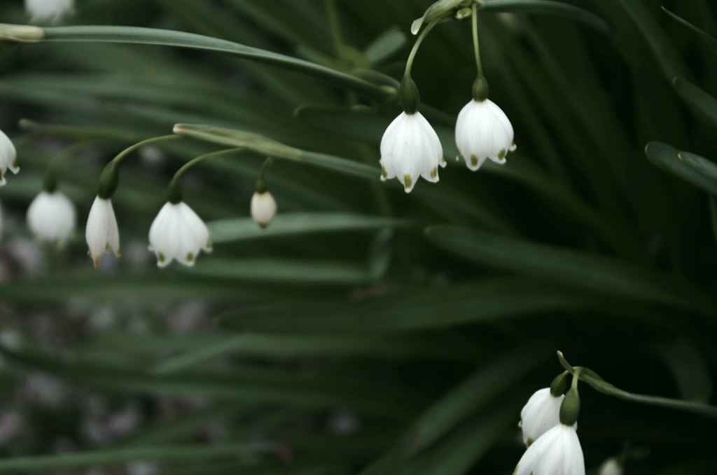 IMGP2548