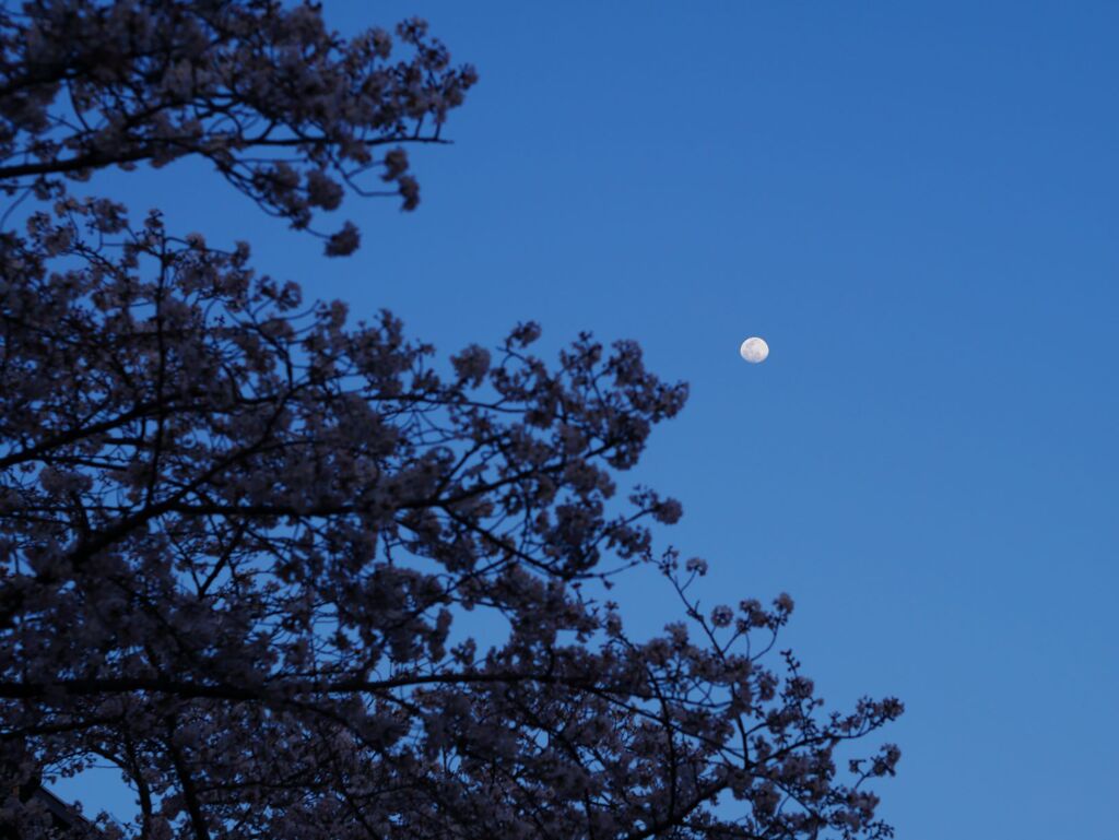 春の月