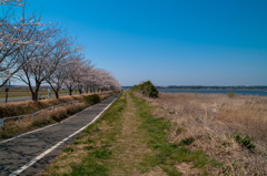 沼と桜