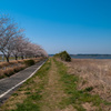沼と桜