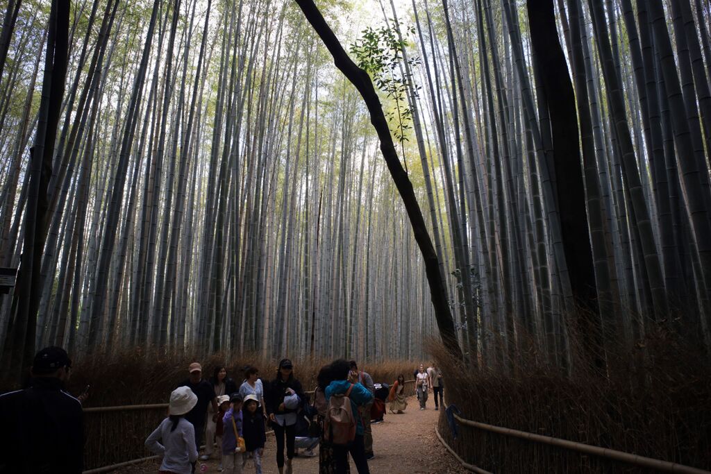 嵯峨野