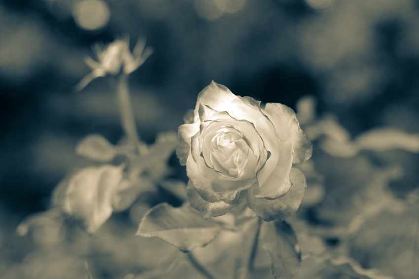 IMGP5185