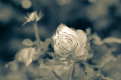 IMGP5185