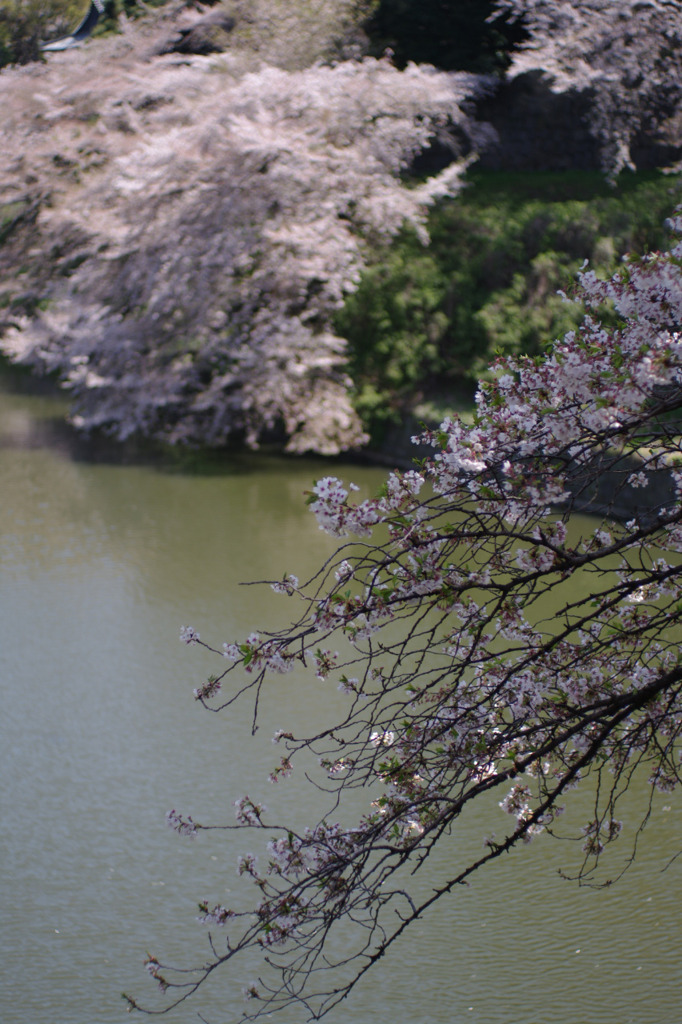 さくら桜