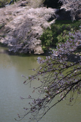 さくら桜