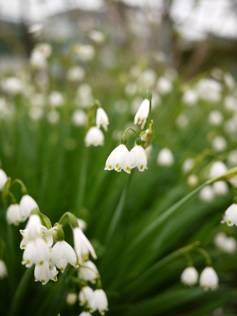 スノーフレーク