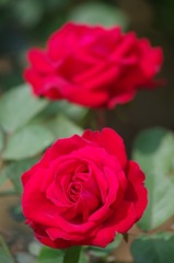 IMGP4660