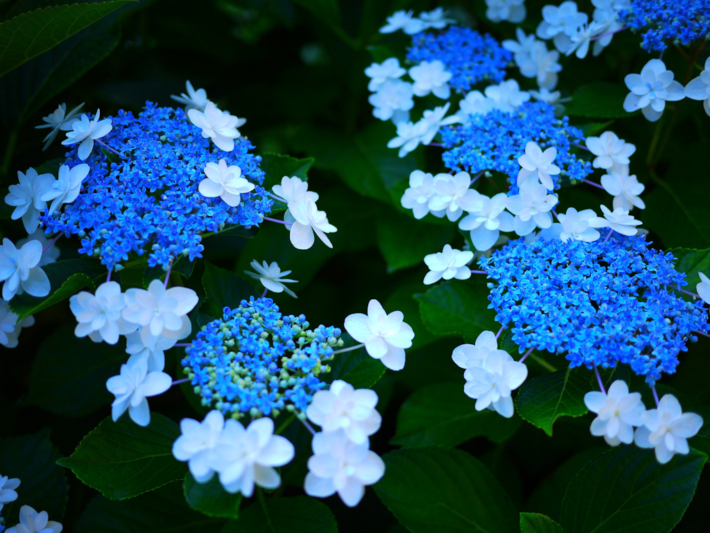 P1050737