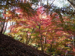 斜面の紅葉