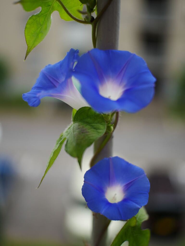 P1070619