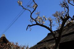 IMG_0735