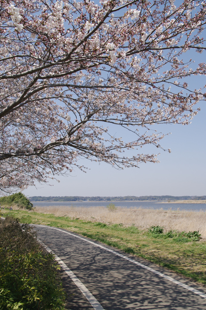 サクラサイクリング